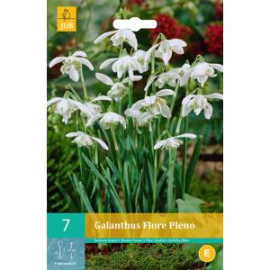 Snjegulja Galanthus Flore Pleno "C"