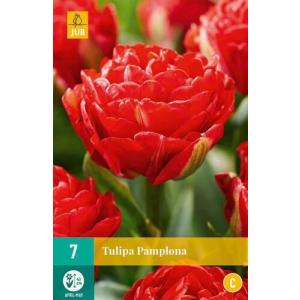 Tulipan Pamplona "C"