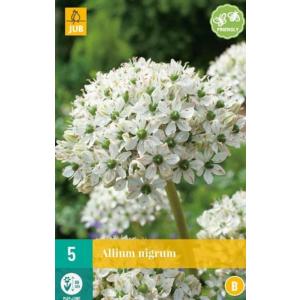 Češnjak Allium Nigrum "B"