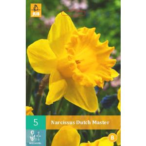 Narcis nizozemski majstor "B"