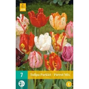 Tulip Parrot Mix "C"