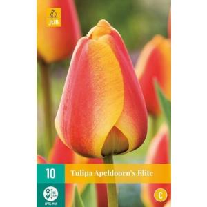 Tulip Apeldoorn Elite "C"