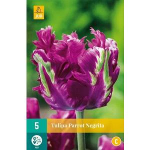 Papiga tulipan Negrita "C"