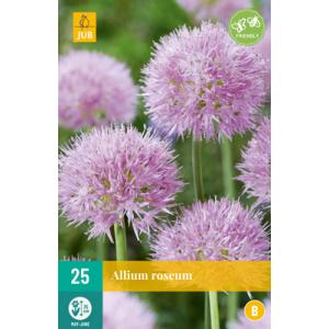 Češnjak Allium Roseum "B"