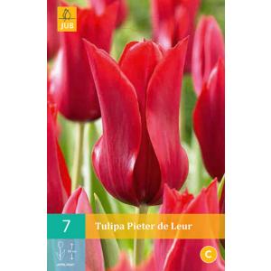 Tulipan Pieter De Leur "C"