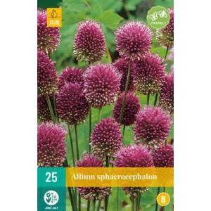 Češnjak Allium Sphaerocephalon "A"