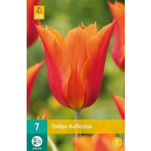 Tulipan balerina "C"