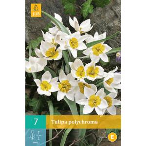 Tulipan Polikroma "C"