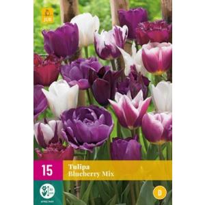 Tulipan borovnica Mix "E"