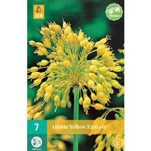 Češnjak Allium Yellow Fantasy "C"
