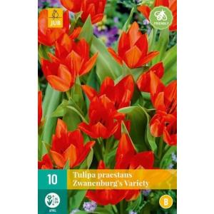 Tulipan Praestans Zwanenburg sorta "B"