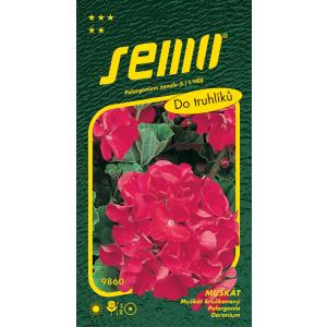 Semo Pelargonia prugasta crvena 11s