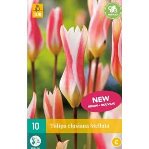 Tulipan Clusiana Stellata "C"