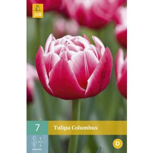 Tulipan Columbus "C"