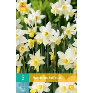 Narcis jedrilica "C"