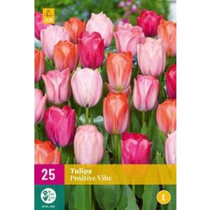 Tulip Positive Vibe "E"