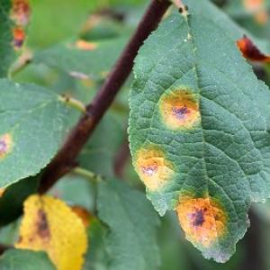Hrđa na kruški: Hoće li sprej pomoći?