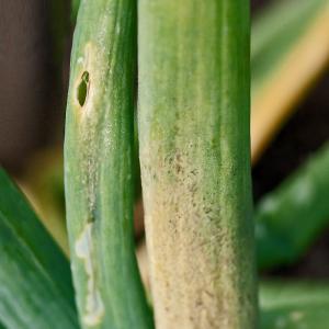 Kalup od luka na poriluku