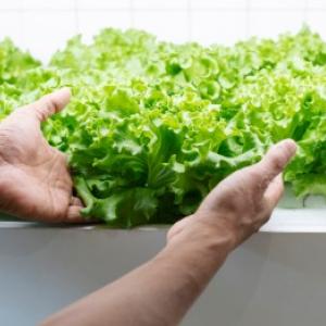 Hidroponski uzgoj biljaka: praktične upute i praktični primjeri