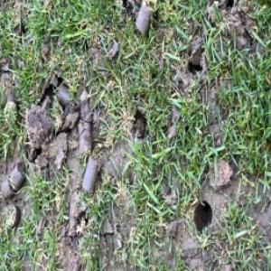 Aeracija travnjaka korak po korak: kako pravilno prozračiti travnjak?