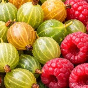 Obrezivanje voćnih grmova u rano proljeće: kako orezati ribizle, ogrozd i maline