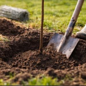 Sadnja voćaka: cjeloviti vodič za sadnju