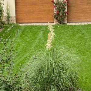 Pampas trava: njega i proljetno obrezivanje za poticanje cvjetanja