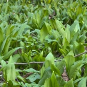 Kako uzgajati divlji češnjak kod kuće i ne pomiješati ga s đurđicom u šumi?