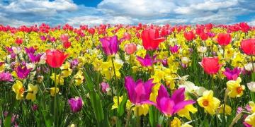 O proljetnim lukovicama razmišljajte već u jesen. Sade se u mrazevima