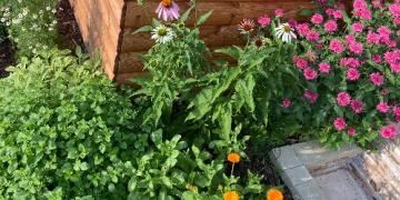 Raste li vam začinsko bilje u vrtu? Otkrijte ih prije lisnih uši