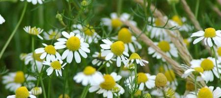 Parumanček bez mirisa