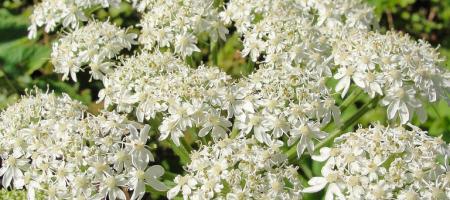 Divovski boljševnik