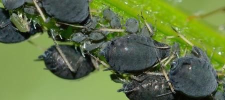 Lisne uši na voćkama