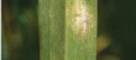 Pepelnica na travnjaku