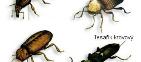 Kukci koji uništavaju drvo