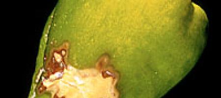 Suha pjegavost plodova paprike