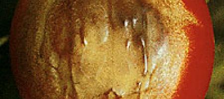 Sunčane opekline povrća