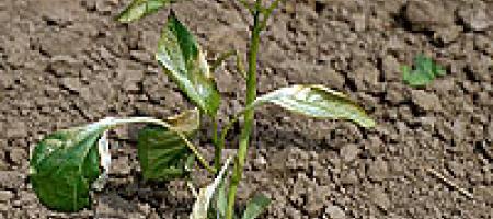 Sunčane opekline povrća