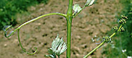 Oštećenja vinove loze rastnim herbicidima