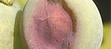 Oštećenja vinove loze uslijed vremenskih utjecaja