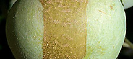 Štete na voćkama od kasnih proljetnih mrazeva