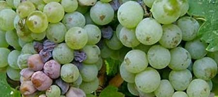 Bijela trulež vinove loze