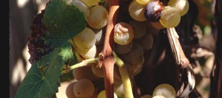 Crna pjegavost vinove loze