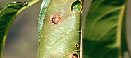 Klasterosporioza (rupa na lišću i pjegavost lišća)