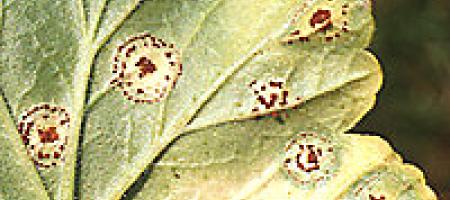 Hrđa od muškatnog oraščića