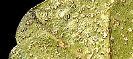 Fiziološka plutavost listova muškatnog oraščića