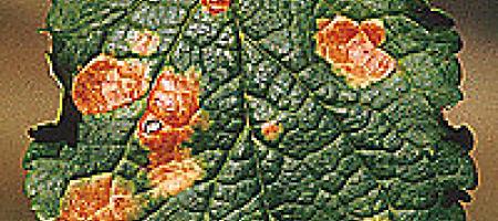 Crvena pjegavost lišća šljive