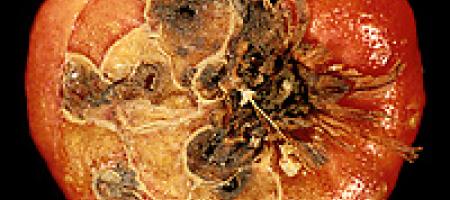 Bolesti gomolja gladiola