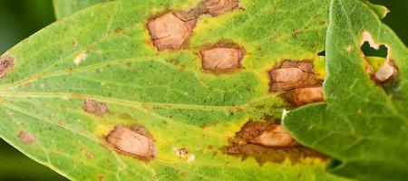 Septoria pjegavost lišća krizantema