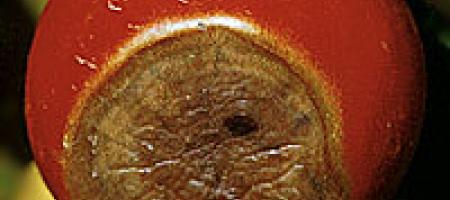 Trulež vrha rajčice